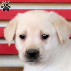 Hank, Yellow Labrador Retriever Puppy