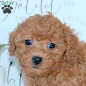 Hank, Toy Poodle Puppy