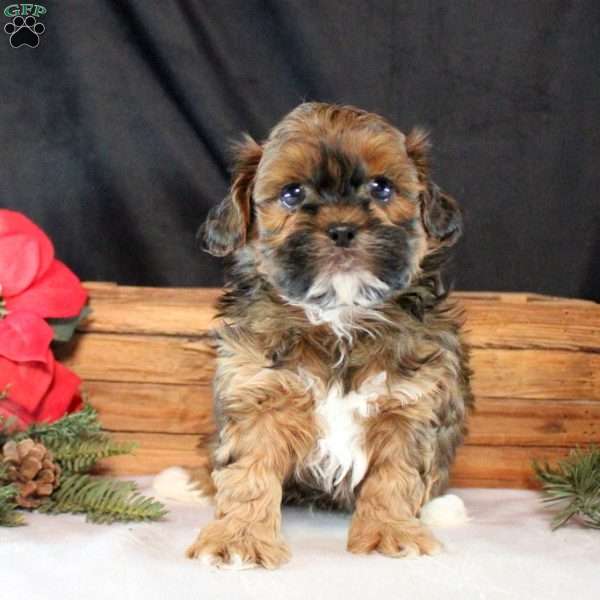 Hank, Shih-Poo Puppy