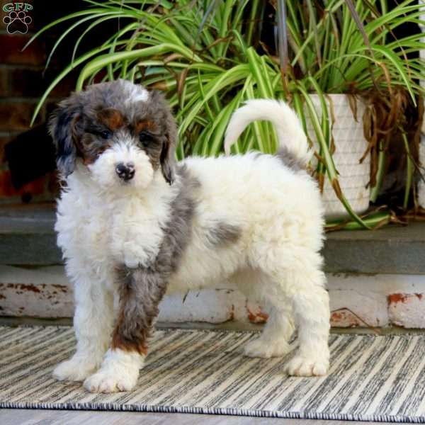 Hank, Mini Bernedoodle Puppy