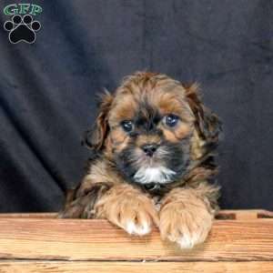 Hank, Shih-Poo Puppy