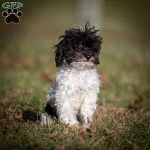 Hannah, Toy Poodle Puppy