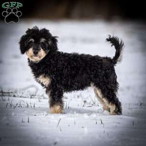 Carrie, Toy Poodle Puppy