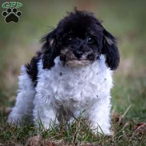 Hannah, Toy Poodle Puppy