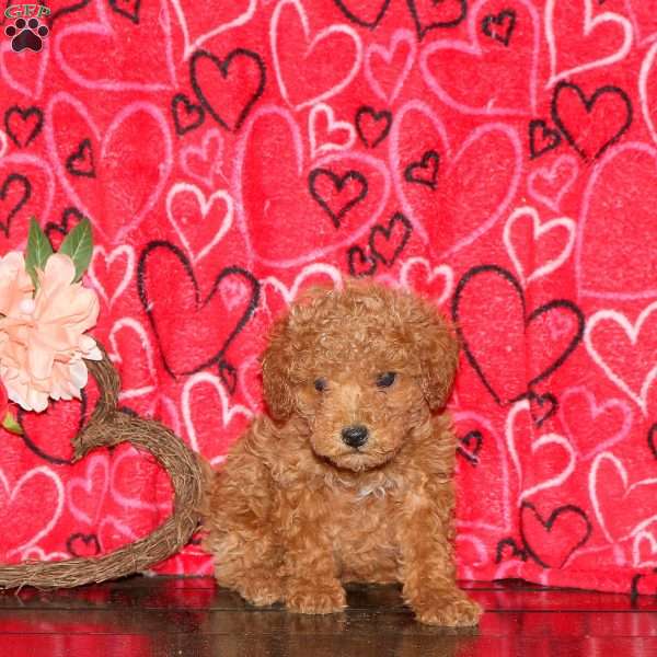 Hannah, Mini Goldendoodle Puppy