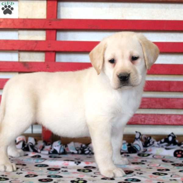 Hannah, Yellow Labrador Retriever Puppy