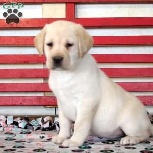 Hannah, Yellow Labrador Retriever Puppy