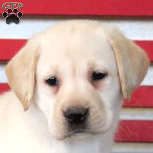 Hannah, Yellow Labrador Retriever Puppy