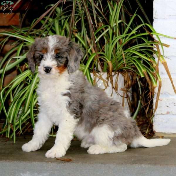 Hannah, Mini Bernedoodle Puppy