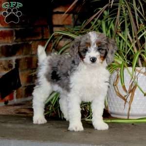 Hannah, Mini Bernedoodle Puppy