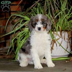 Hannah, Mini Bernedoodle Puppy