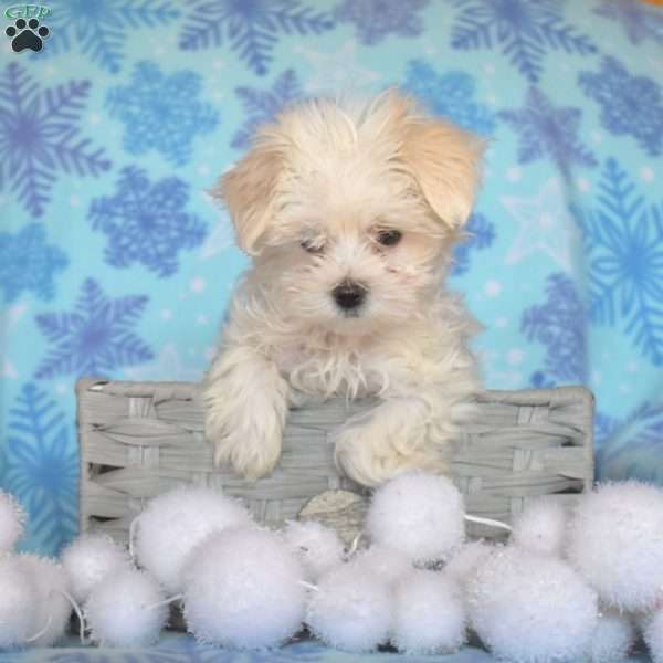 Happy, Maltese Puppy