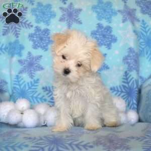 Happy, Maltese Puppy