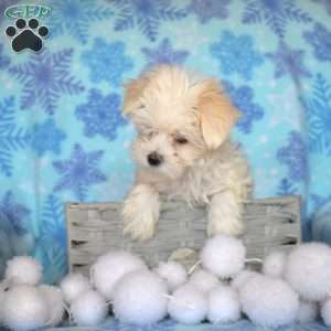 Happy, Maltese Puppy