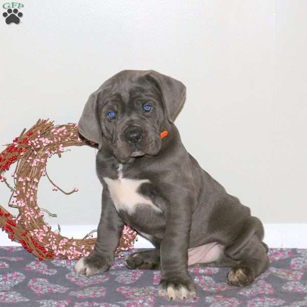 Happy, Cane Corso Puppy