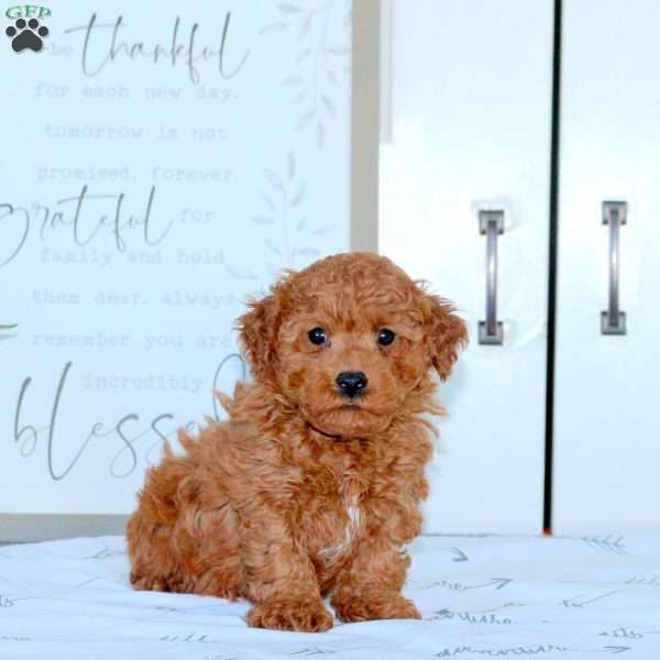 Harley, Toy Poodle Puppy