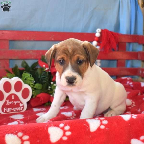 Harley, Jack Russell Terrier Puppy