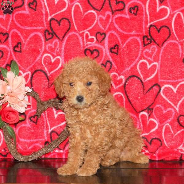 Harmony, Mini Goldendoodle Puppy