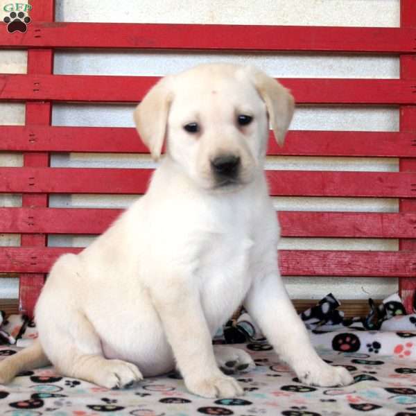 Harmony, Yellow Labrador Retriever Puppy