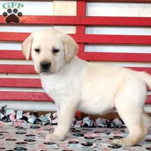 Harmony, Yellow Labrador Retriever Puppy