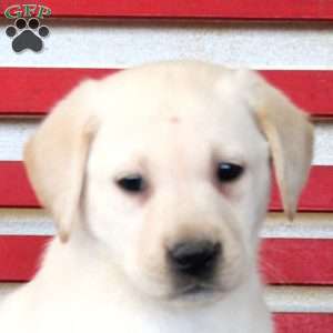 Harmony, Yellow Labrador Retriever Puppy