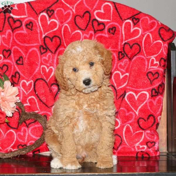 Harold, Mini Goldendoodle Puppy