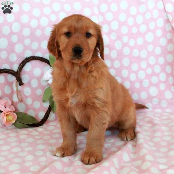 Harper, Golden Retriever Puppy