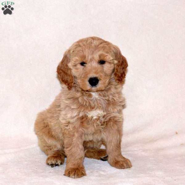 Harper, Goldendoodle Puppy