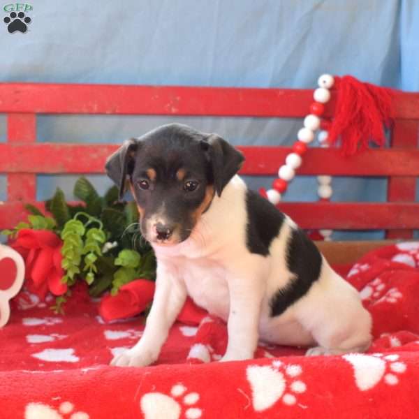 Harper, Jack Russell Terrier Puppy