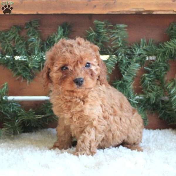 Harper, Cavapoo Puppy