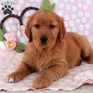 Harper, Golden Retriever Puppy