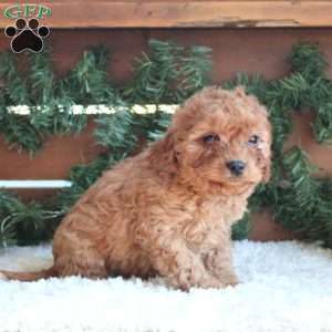 Harper, Cavapoo Puppy