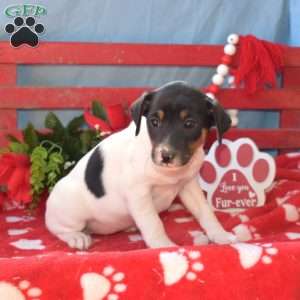 Harper, Jack Russell Terrier Puppy