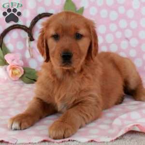 Harper, Golden Retriever Puppy