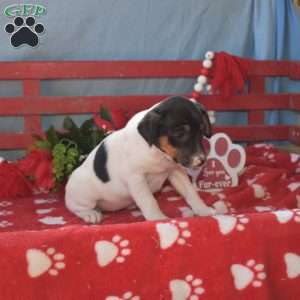 Harper, Jack Russell Terrier Puppy