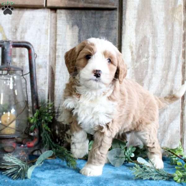 Harper, Standard Poodle Mix Puppy