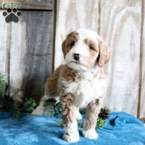 Harper, Standard Poodle Mix Puppy