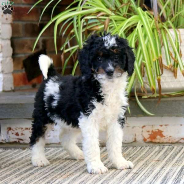 Harper, Mini Bernedoodle Puppy