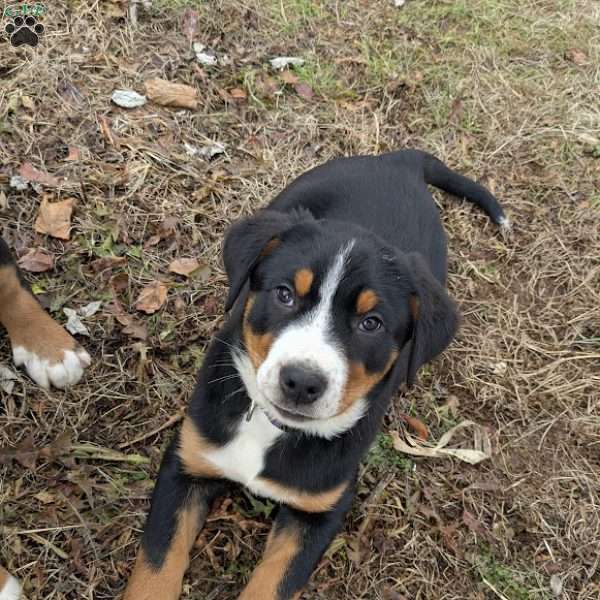 Harper, Greater Swiss Mountain Dog Puppy