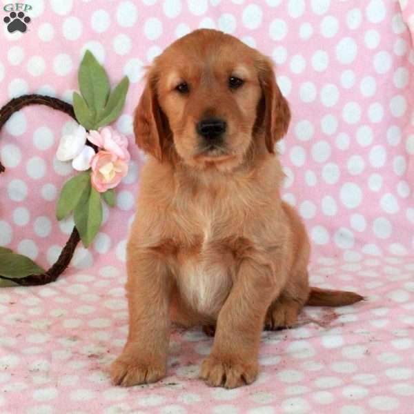 Harrison, Golden Retriever Puppy