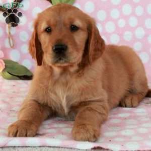 Harrison, Golden Retriever Puppy