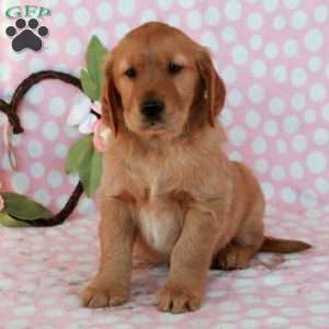 Harrison, Golden Retriever Puppy