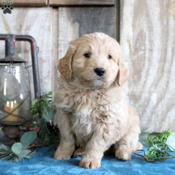 Harrison, Standard Poodle Mix Puppy