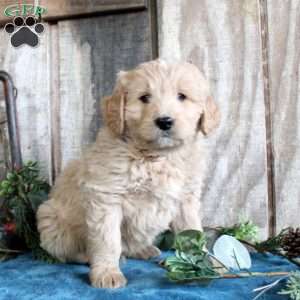 Harrison, Standard Poodle Mix Puppy