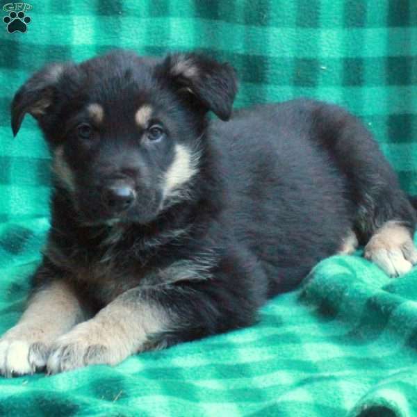 Harry, German Shepherd Puppy