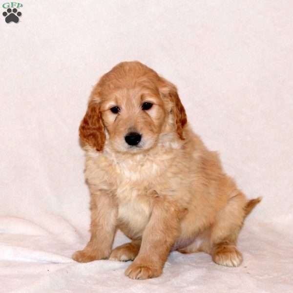 Harry, Goldendoodle Puppy