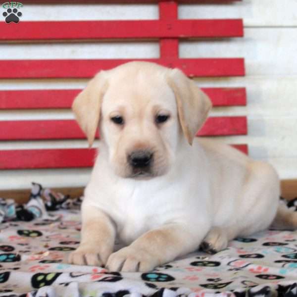 Harry, Yellow Labrador Retriever Puppy