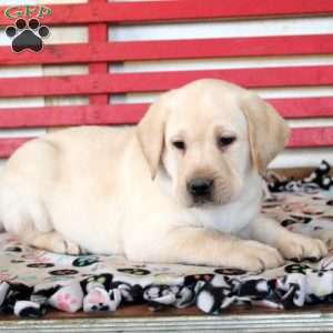 Harry, Yellow Labrador Retriever Puppy