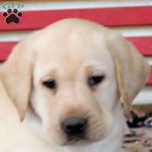 Harry, Yellow Labrador Retriever Puppy