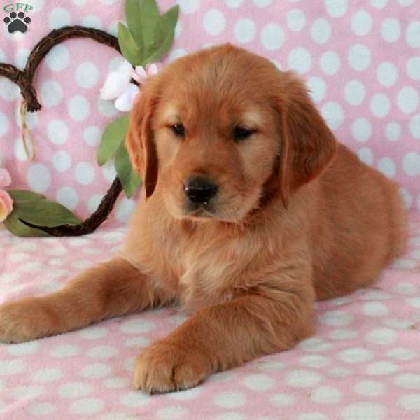 Hatchet, Golden Retriever Puppy